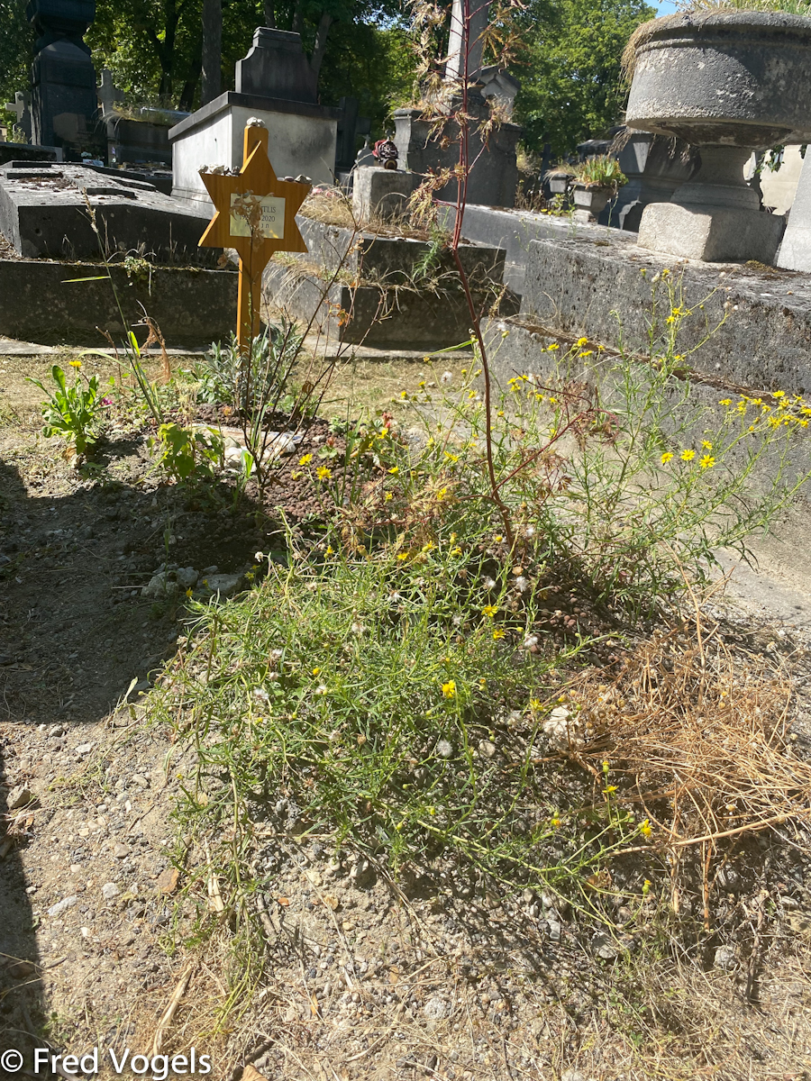 Visit Pere Lachaise 2021-342.jpg